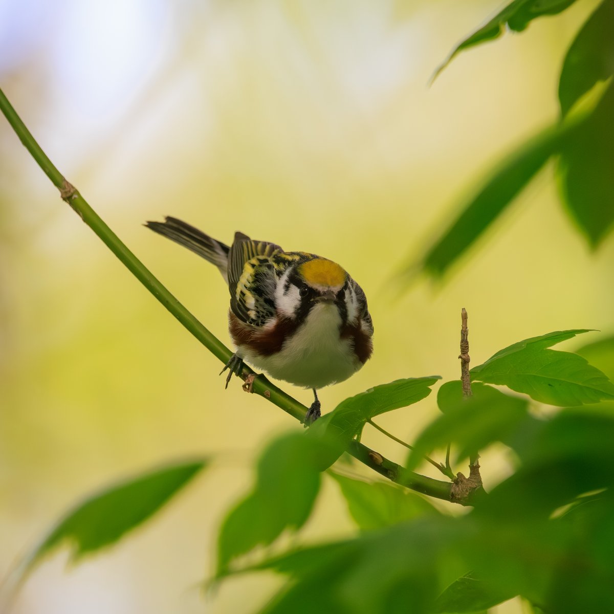 Chestnut-sided Warbler