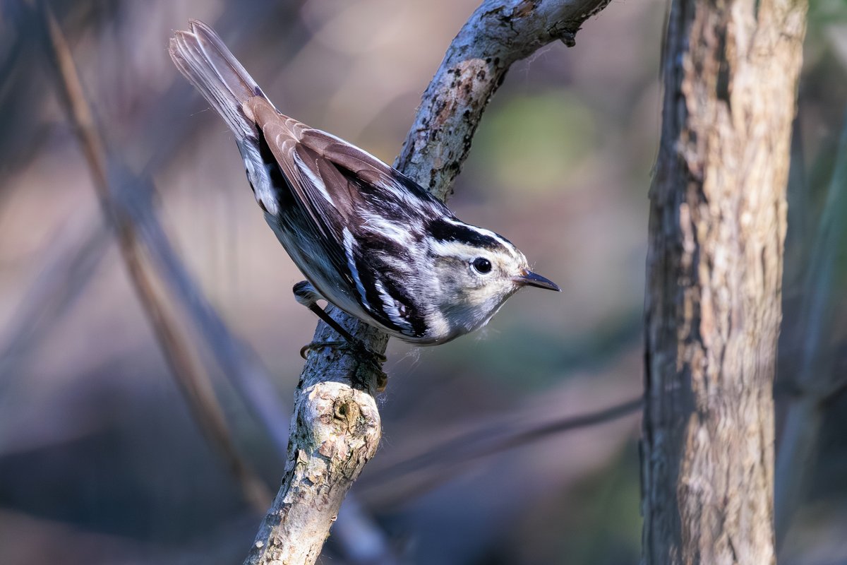 Black-and-white Warbler