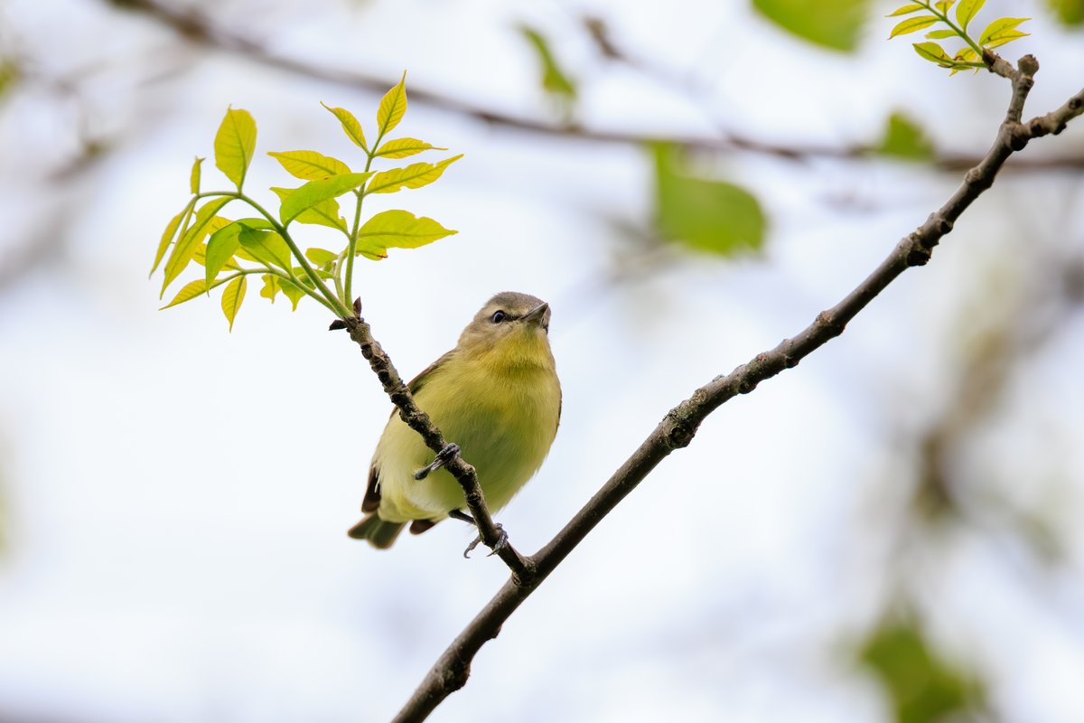 Philadelphia Vireo