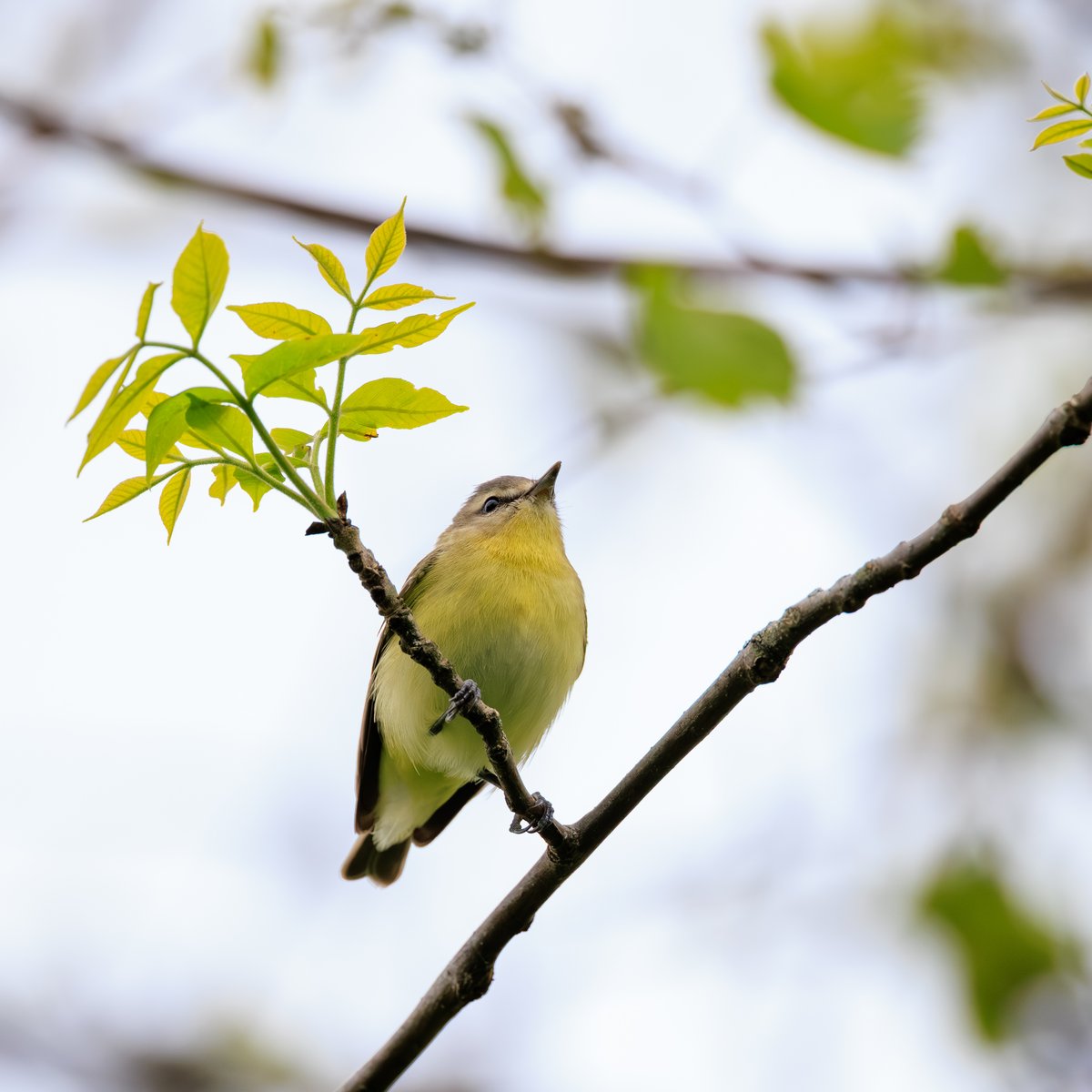 Philadelphia Vireo