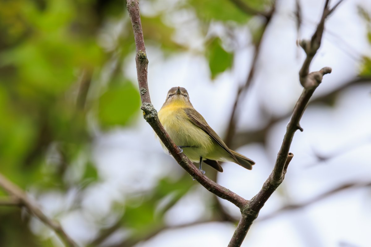 Philadelphia Vireo
