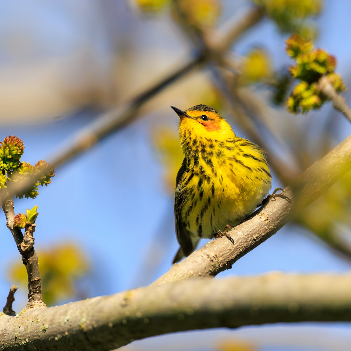 Cape May Warbler