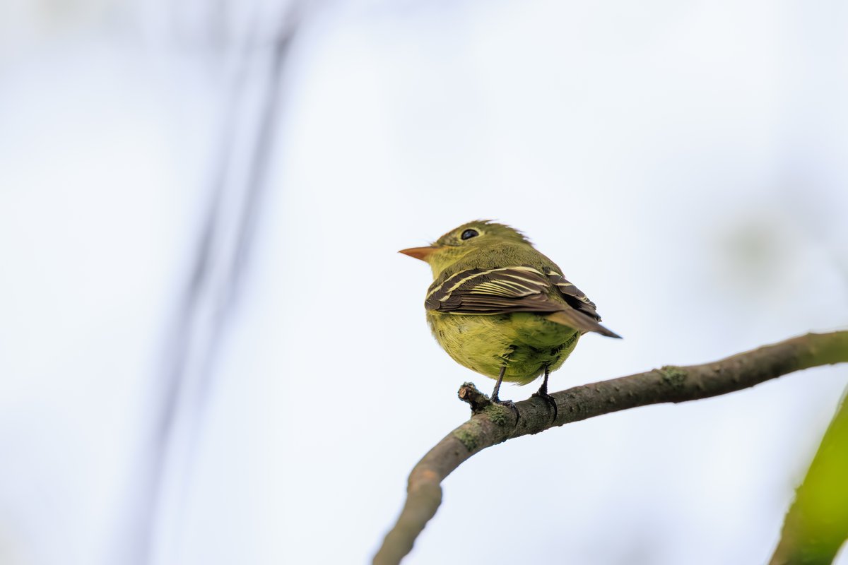 Yellow-bellied Flycatcher
