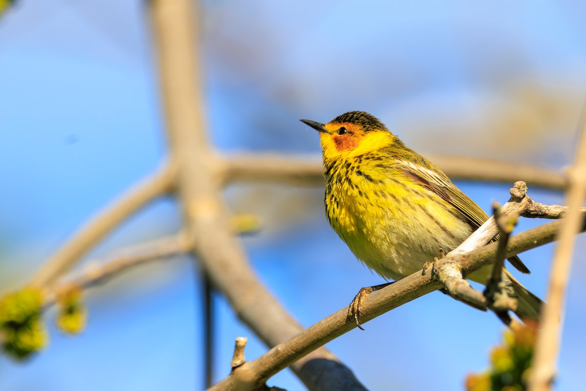 Cape May Warbler