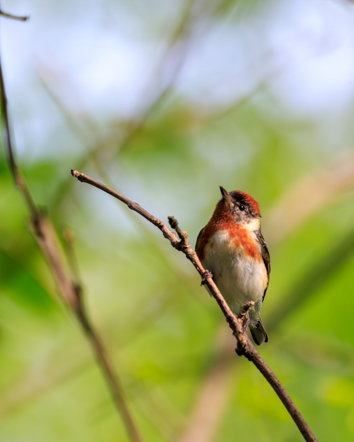 Chestnut-sided Warbler