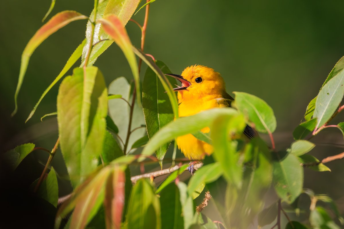 Prothonotary Warbler