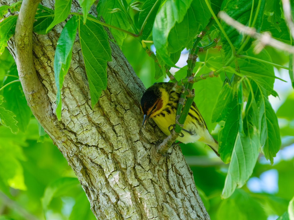 Cape May Warbler