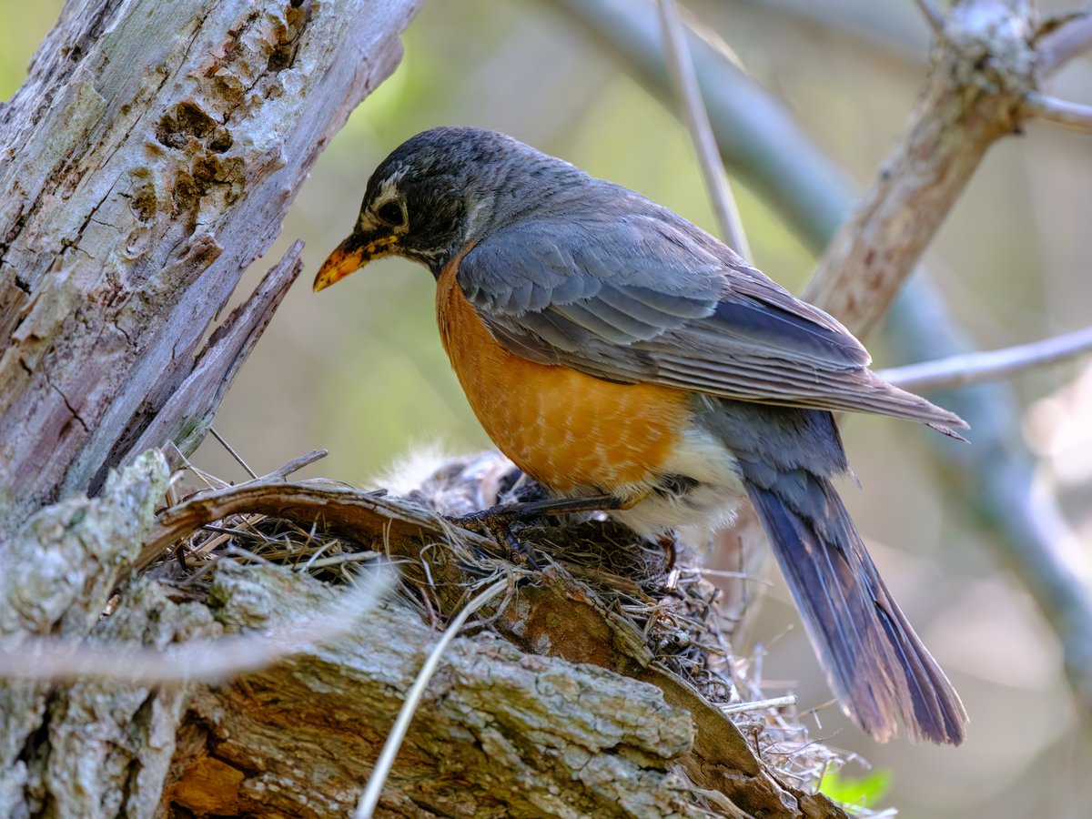 American Robin