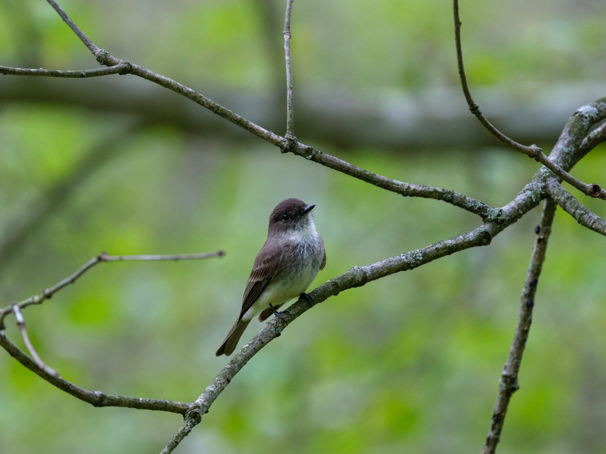 Eastern Phoebe