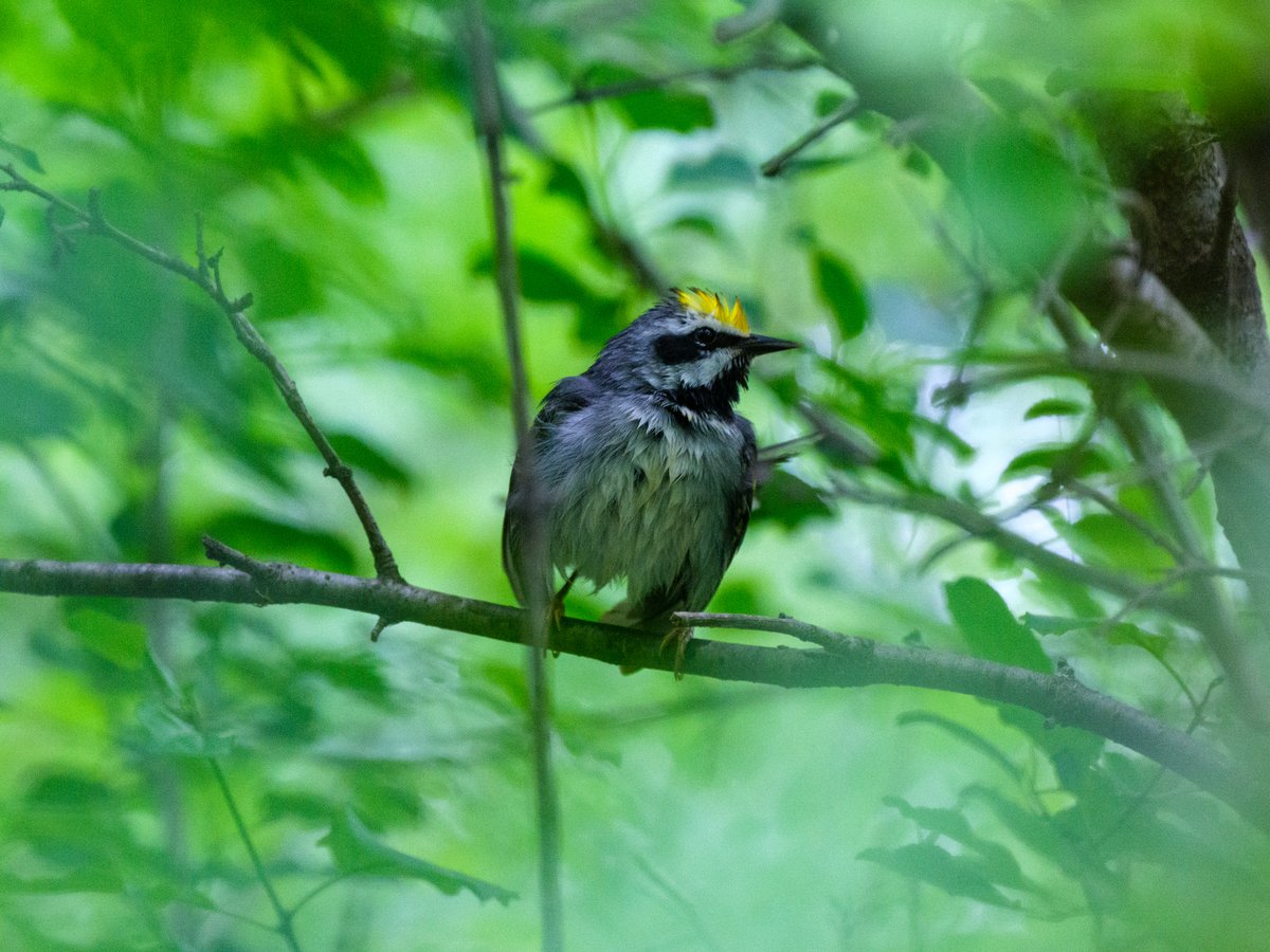 Golden-winged Warbler