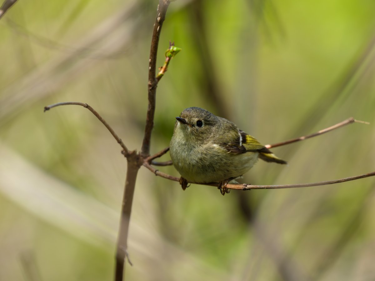 Ruby-crowned Kinglet