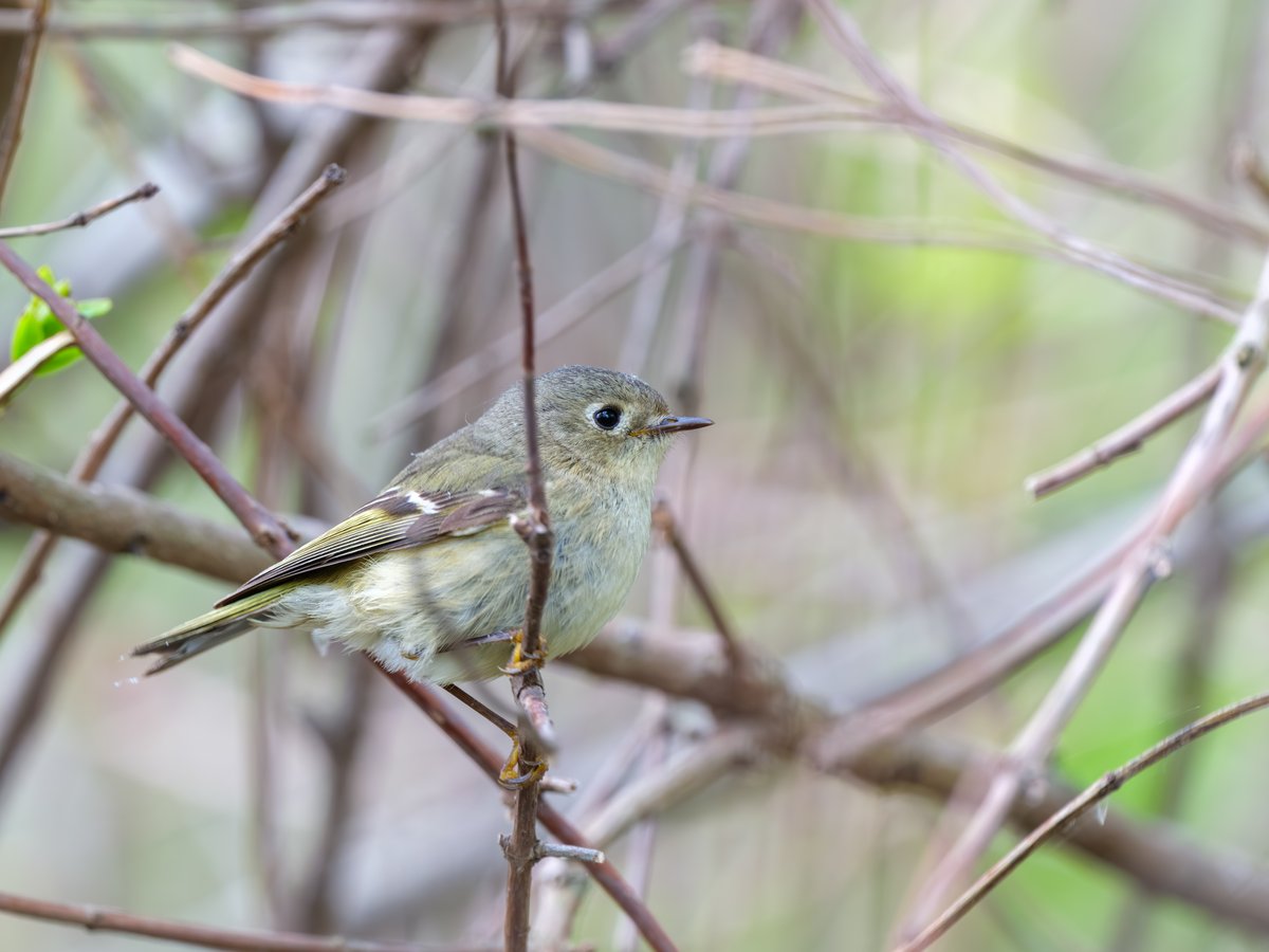 Ruby-crowned Kinglet