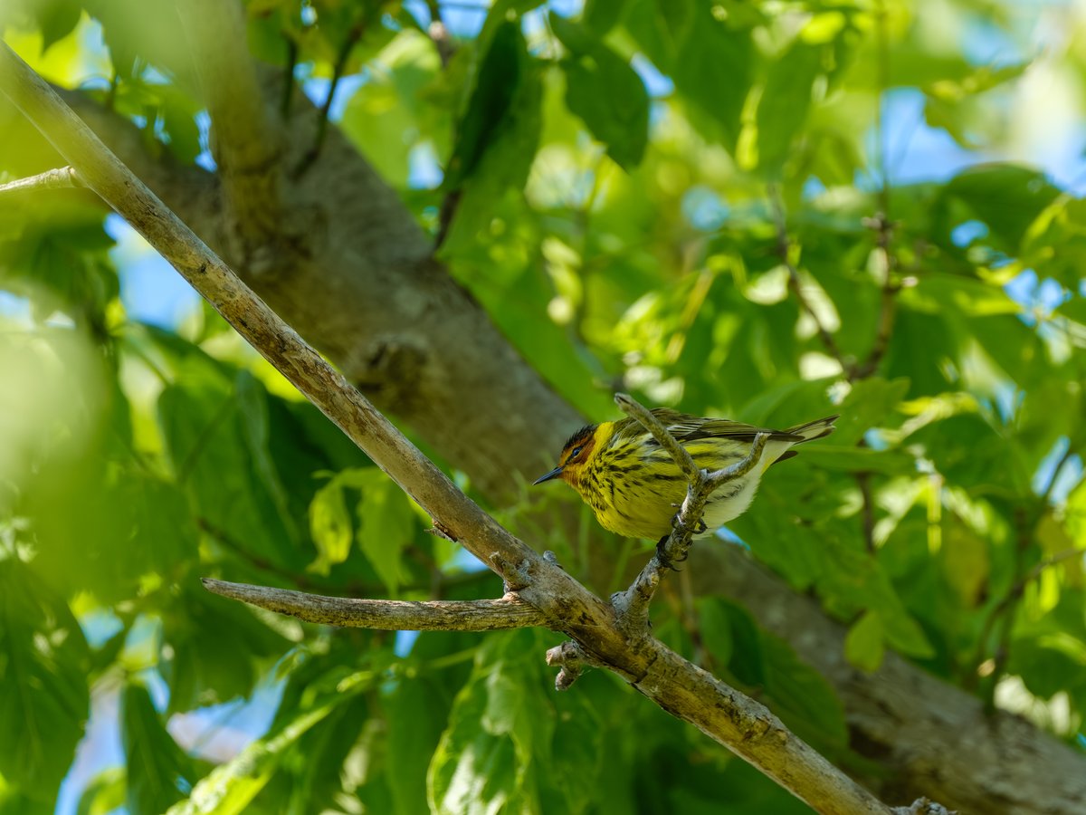 Cape May Warbler