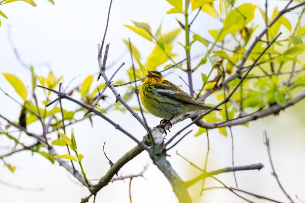 Cape May Warbler