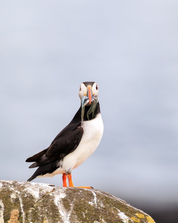 Atlantic Puffin