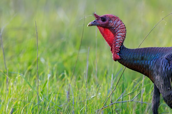 Wild Turkey