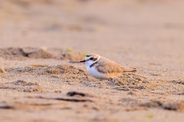 Snowy Plover
