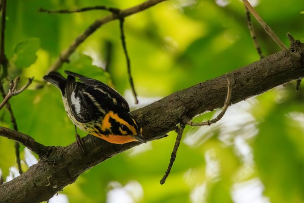Blackburnian Warbler