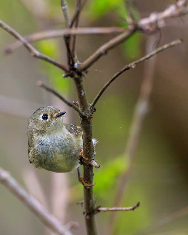 Ruby-crowned Kinglet