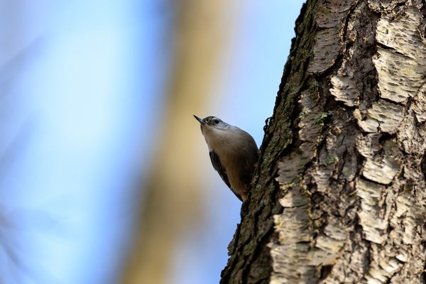 White-breasted Nuthatch