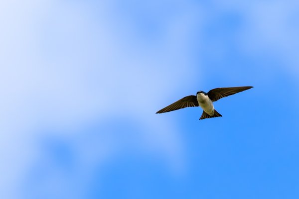 Tree Swallow