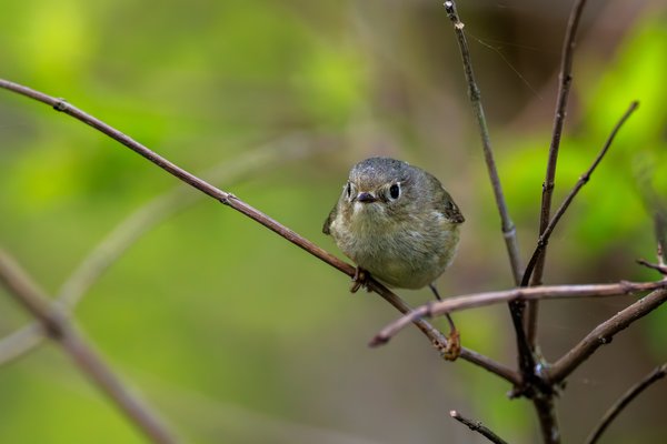Ruby-crowned Kinglet