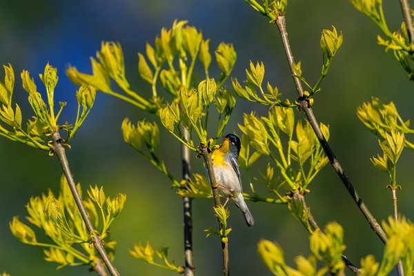 Northern Parula