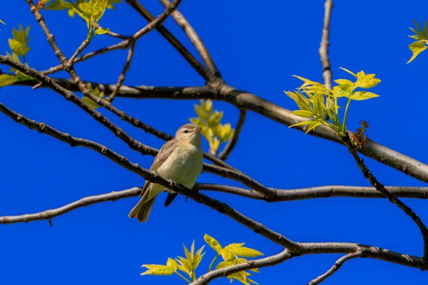 Red-eyed Vireo