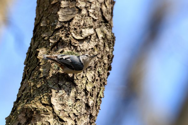 White-breasted Nuthatch