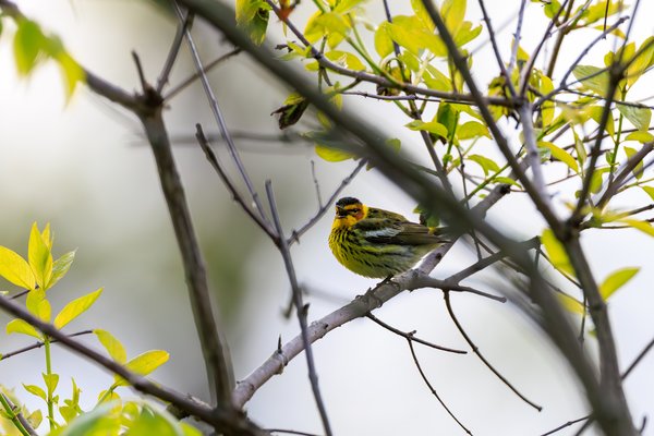 Cape May Warbler