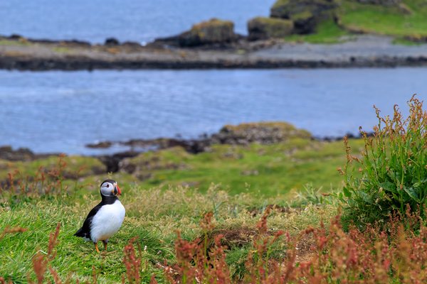 Atlantic Puffin