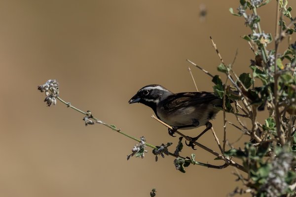 Black-throated Sparrow