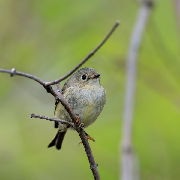 Ruby-crowned Kinglet