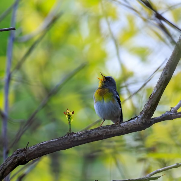 Northern Parula