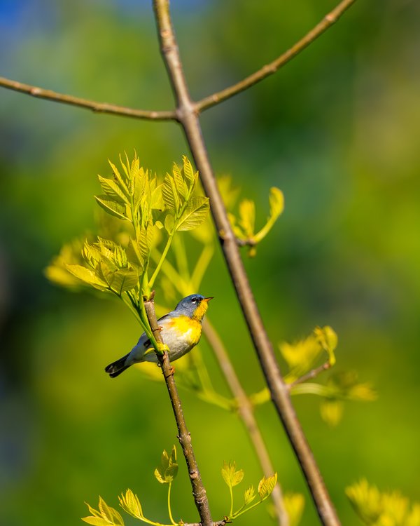 Northern Parula