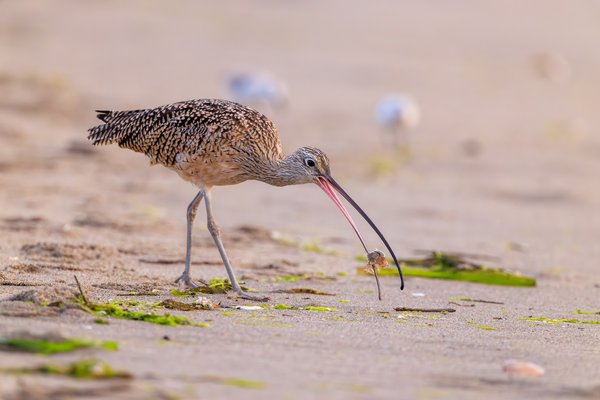 Long-billed Curlew