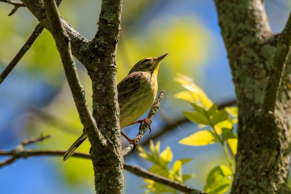 Palm Warbler