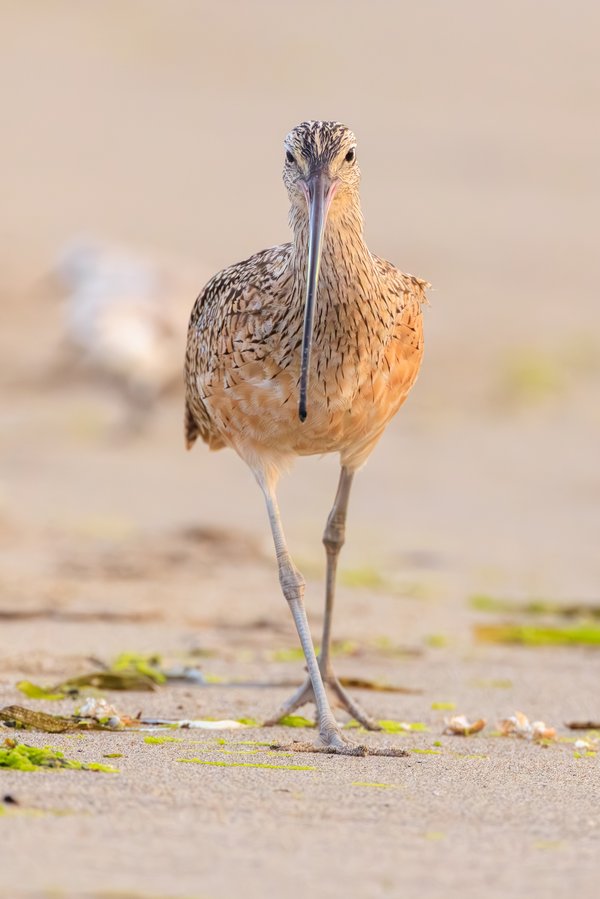 Long-billed Curlew