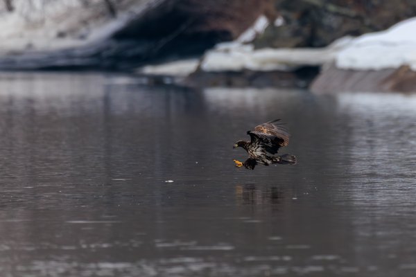 Bald Eagle