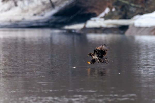 Bald Eagle