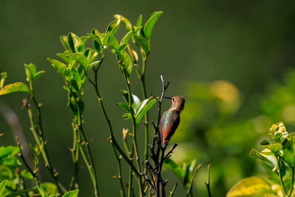 Allen's Hummingbird