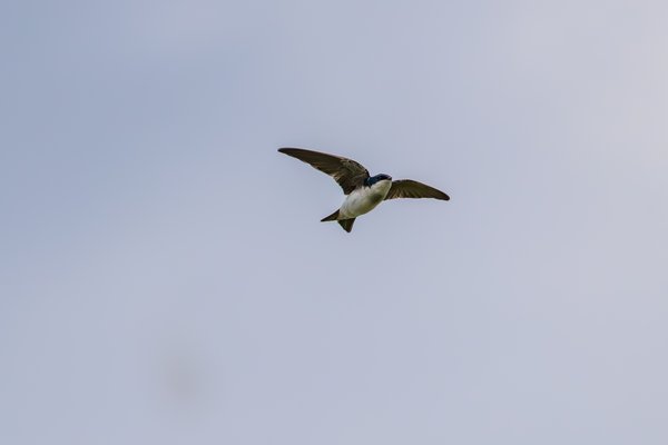 Tree Swallow