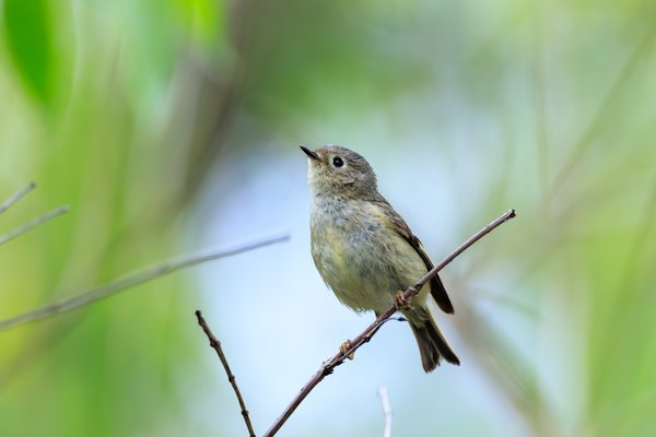 Ruby-crowned Kinglet
