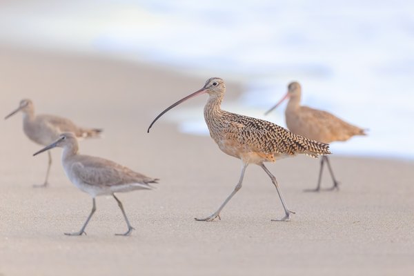 Long-billed Curlew