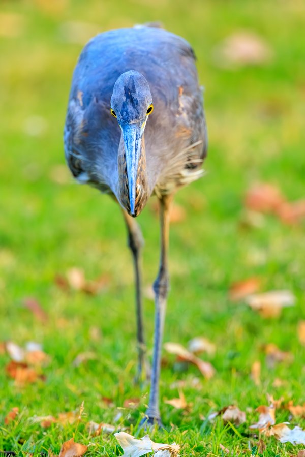 Great Blue Heron