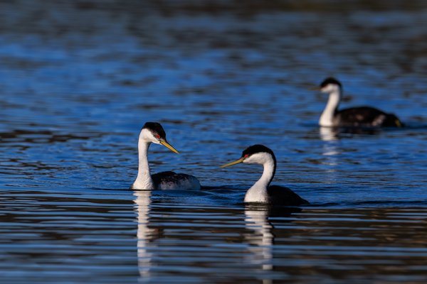 Western Grebe