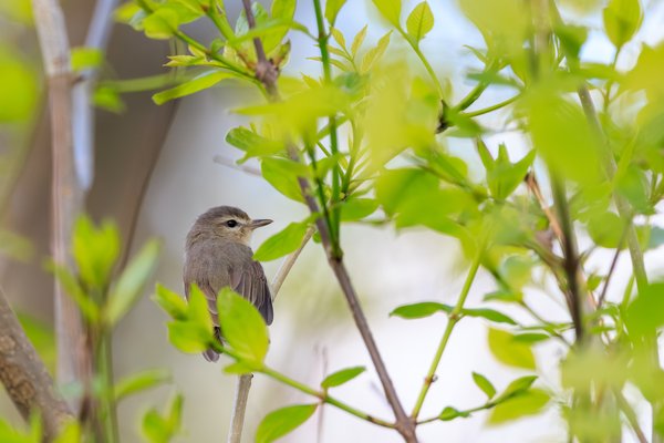 Eastern Warbling Vireo