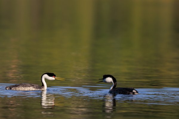 Western Grebe