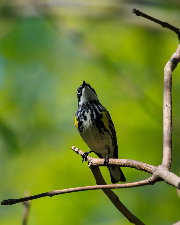 Yellow-rumped Warbler