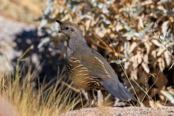 California Quail